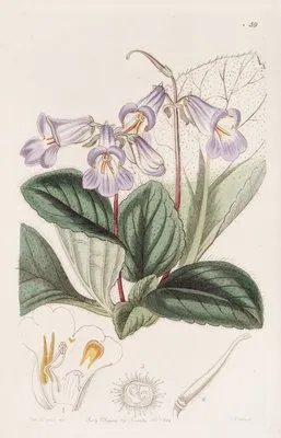 Chinese Chirita (Chinese Chirita)