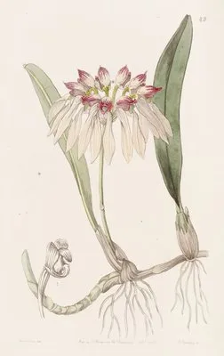Chinese Cirrhopetalum (Chinese Cirrhopetalum)