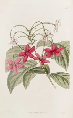 Chinese Quisqualis (Chinese Quisqualis)