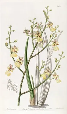 Chive-leaved Oncidium (Chive-leaved Oncidium)