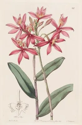 Cinnabar Epidendrum (Cinnabar Epidendrum)