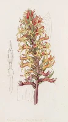 Cinnabar Stenorhynchus (Cinnabar Stenorhynchus)