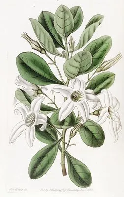 Clammy Anthocercis (Clammy Anthocercis)