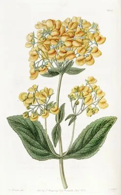 Clammy Calceolaria (Clammy Calceolaria)
