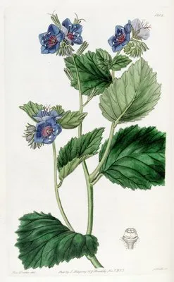 Clammy Eutoca (Clammy Eutoca)
