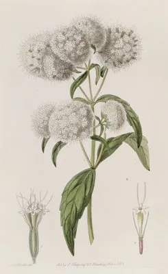 Close-headed Stevia (Close-headed Stevia)