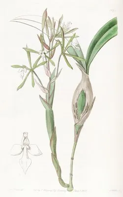 Club-stemmed Epidendrum (Club-stemmed Epidendrum)