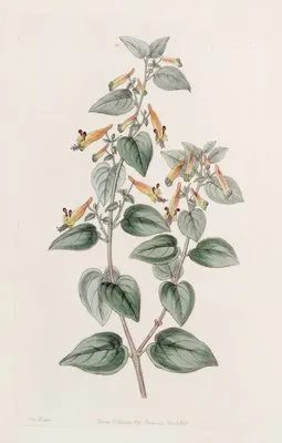Coarse-haired Cuphea (Coarse-haired Cuphea)