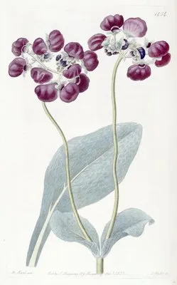 Cobweb Slipper-wort (Cobweb Slipper-wort)