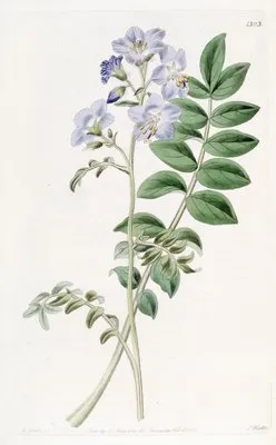 Common Greek Valerian – Hairy variety