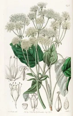 Compound Eriogonum (Compound Eriogonum)