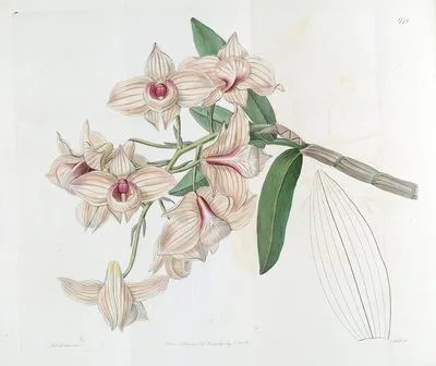 Copper-coloured Dendrobium (Copper-coloured Dendrobium)