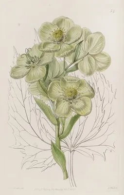 Corsican Hellebore (Corsican Hellebore)