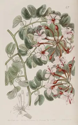 Corymb-flowering Baukinia (Corymb-flowering Baukinia)