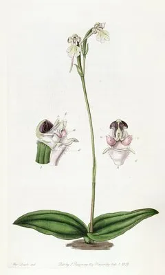 Corymbose Dog-Orchis (Corymbose Dog-Orchis)