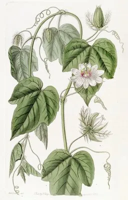 Cotton-leaved Passionflower (Cotton-leaved Passionflower)