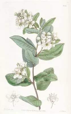 Crataegus-leaved Kageneckia (Crataegus-leaved Kageneckia)