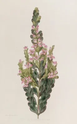 Cremated Boronia (Cremated Boronia)