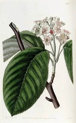 Crenated Beam-Tree (Crenated Beam-Tree)
