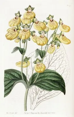 Crenate-flowered Calceolaria (Crenate-flowered Calceolaria)
