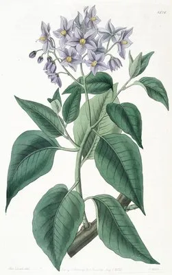 Crimped-leaved Solanum (Crimped-leaved Solanum)