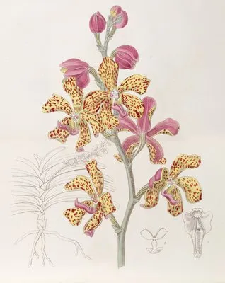 Crimson and Yellow Vanda