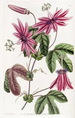 Crimson Passionflower (Crimson Passionflower)