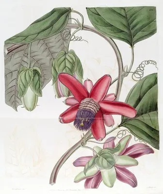 Crimson Passion-flower