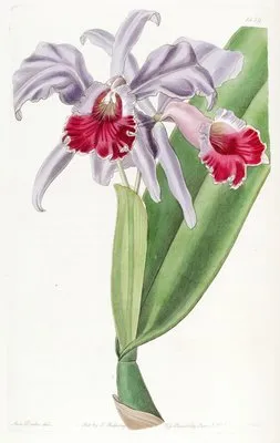Crimson-lipped Cattleya (Crimson-lipped Cattleya)