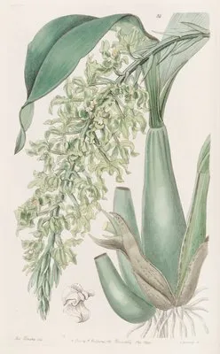 Crisped Sweet-scented Rodriguezia (Crisped Sweet-scented Rodriguezia)
