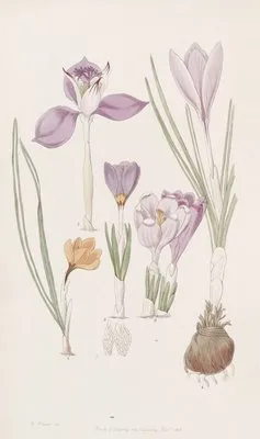 Crocuses. (Crocuses.)