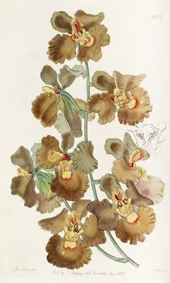 Curled-flowered Oncidium (Curled-flowered Oncidium)