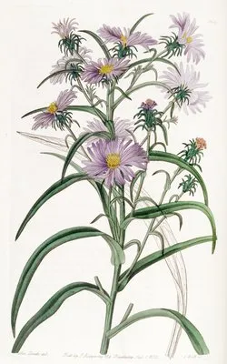 Curve-leaved Aster (Curve-leaved Aster)