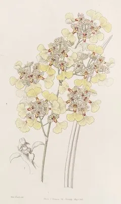 Cut-lipped Oncidium (Cut-lipped Oncidium)