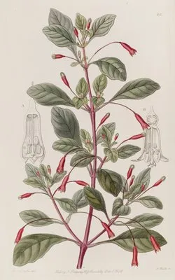 Cyclindrical-flowered Fuchsia (Cyclindrical-flowered Fuchsia)