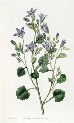 Dalmatian Wall Campanula (Dalmatian Wall Campanula)