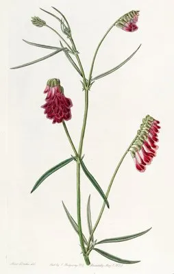 Dark Purple Orobus (Dark Purple Orobus)