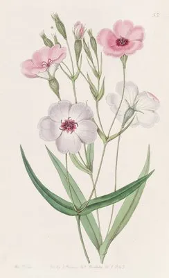 Dark-eyed Viscaria (Dark-eyed Viscaria)
