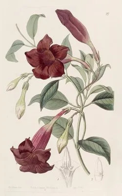 Dark-purple Echites (Dark-purple Echites)