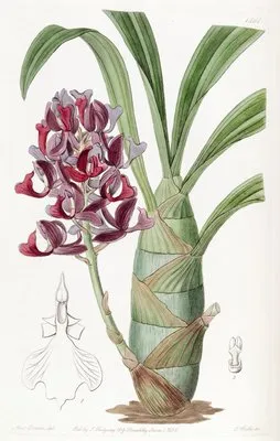 Dark-purple Mormodes (Dark-purple Mormodes)