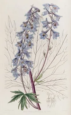 Dark-purple Variable Larkspur (Dark-purple Variable Larkspur)