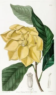 De Candolle’s Talaum Tree