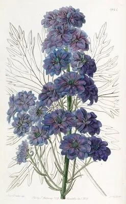 Delphinium Barlowii (Delphinium Barlowii)