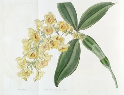 Dense-flowered Dendrobium (Dense-flowered Dendrobium)