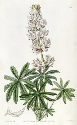 Dense-flowered Lupin (Dense-flowered Lupin)