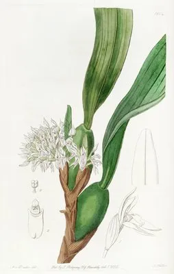 Dense-flowered Maxillari (Dense-flowered Maxillari)