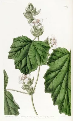Dewy Bramble (Dewy Bramble)