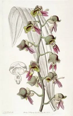 Dingy Monk-flower (Dingy Monk-flower)