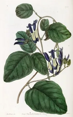 Dingy-flowered Kennedya (Dingy-flowered Kennedya)