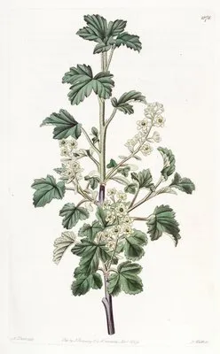 Dotted Currant. (Dotted Currant.)